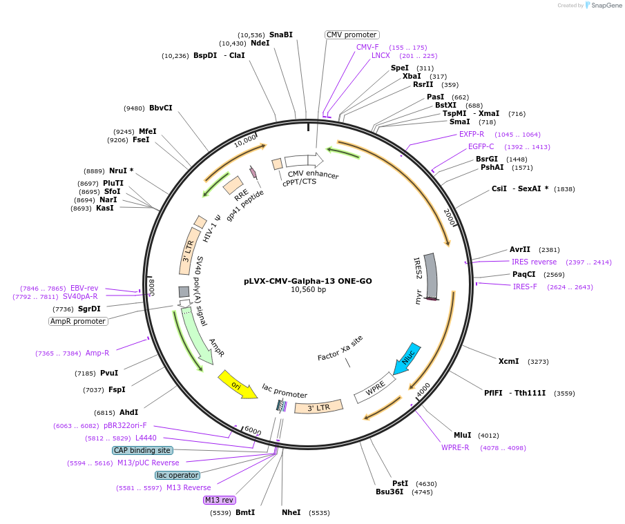 189740-plasmid-map-sequence-id-370233