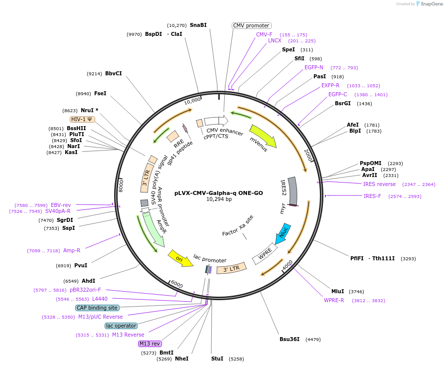 189738-plasmid-map-sequence-id-370237