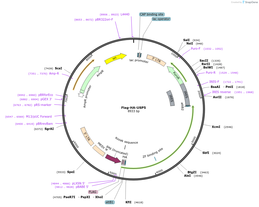22590-plasmid-map-sequence-id-370238