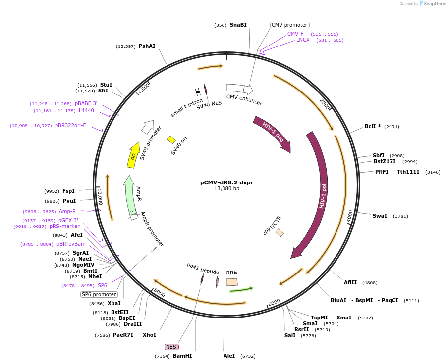 8455-plasmid-map-sequence-id-370240