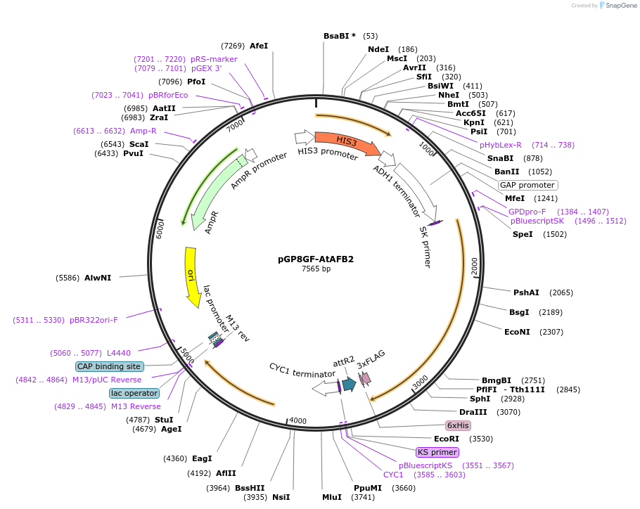 188426-plasmid-map-sequence-id-370250