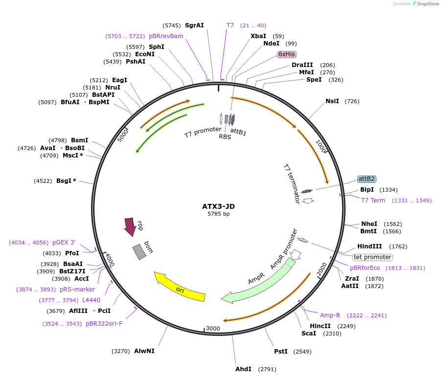 184247-plasmid-map-sequence-id-370313