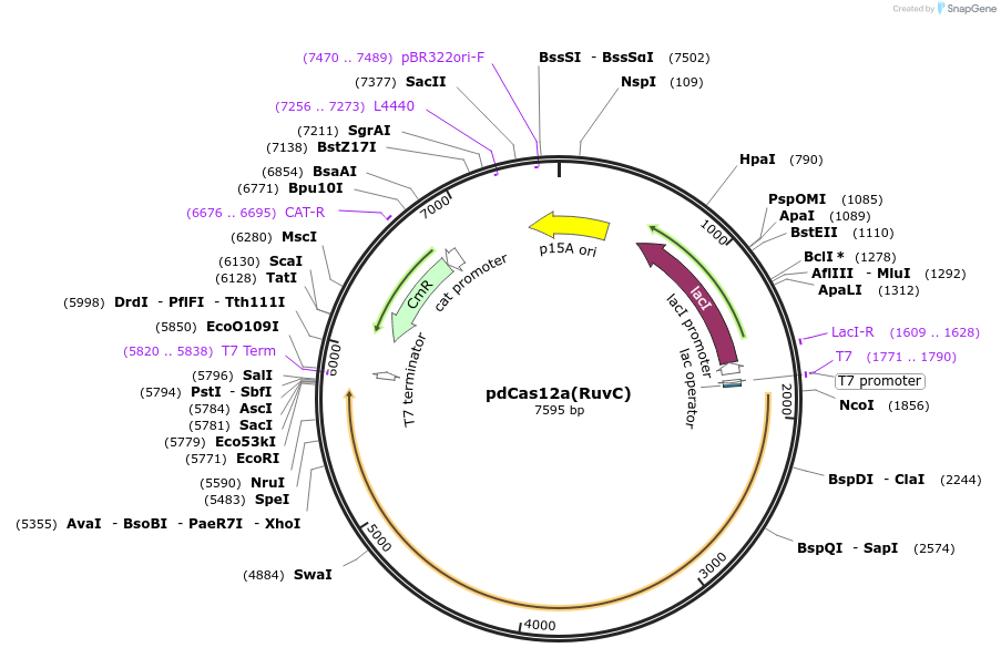 186447-plasmid-map-sequence-id-370317