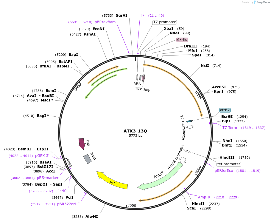 184248-plasmid-map-sequence-id-370322