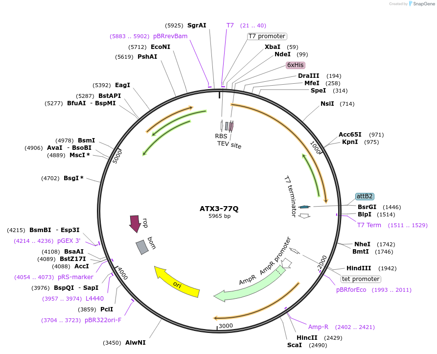 184249-plasmid-map-sequence-id-370367