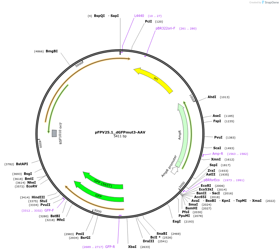 187377-plasmid-map-sequence-id-370383