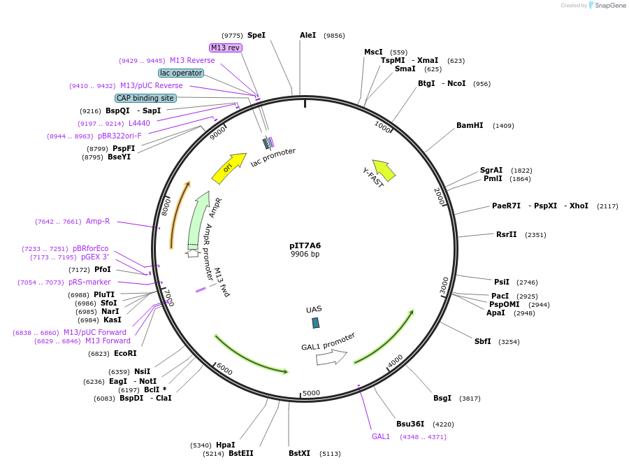 185896-plasmid-map-sequence-id-370384