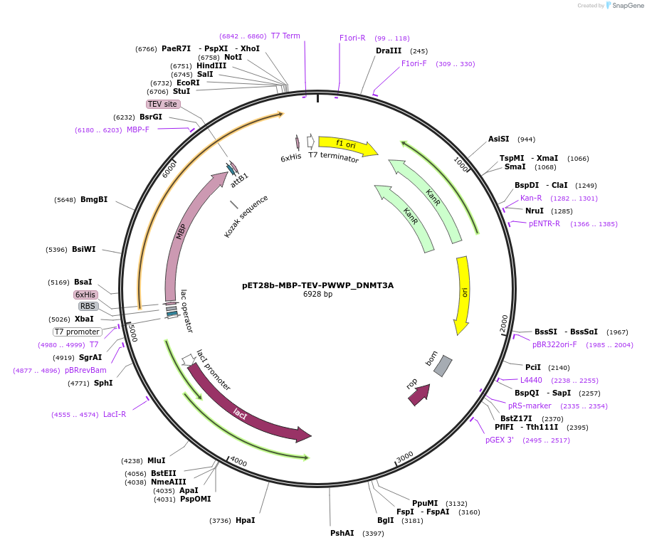186970-plasmid-map-sequence-id-370415