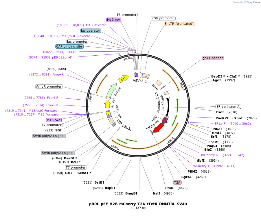 186967-plasmid-map-sequence-id-370462