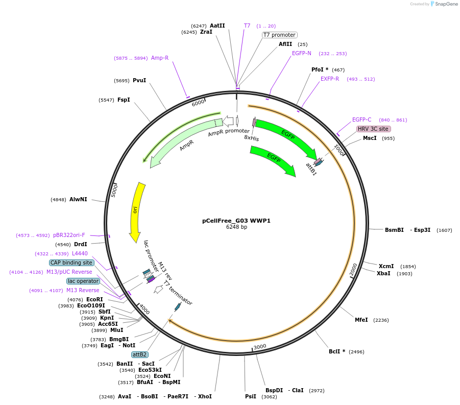67125-plasmid-map-sequence-id-370469