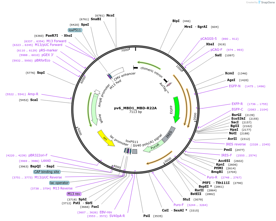 179405-plasmid-map-sequence-id-370471