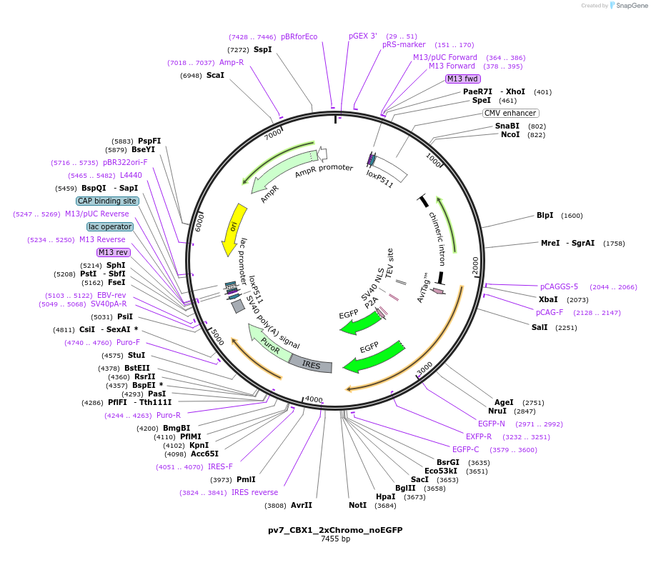 179395-plasmid-map-sequence-id-370472