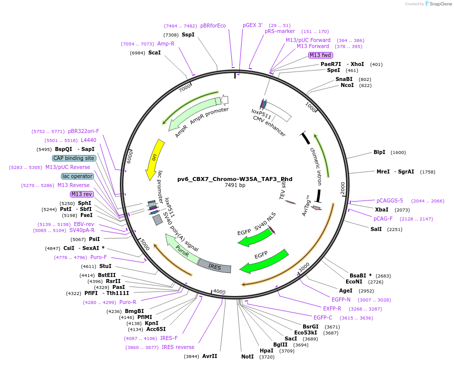 179401-plasmid-map-sequence-id-370476