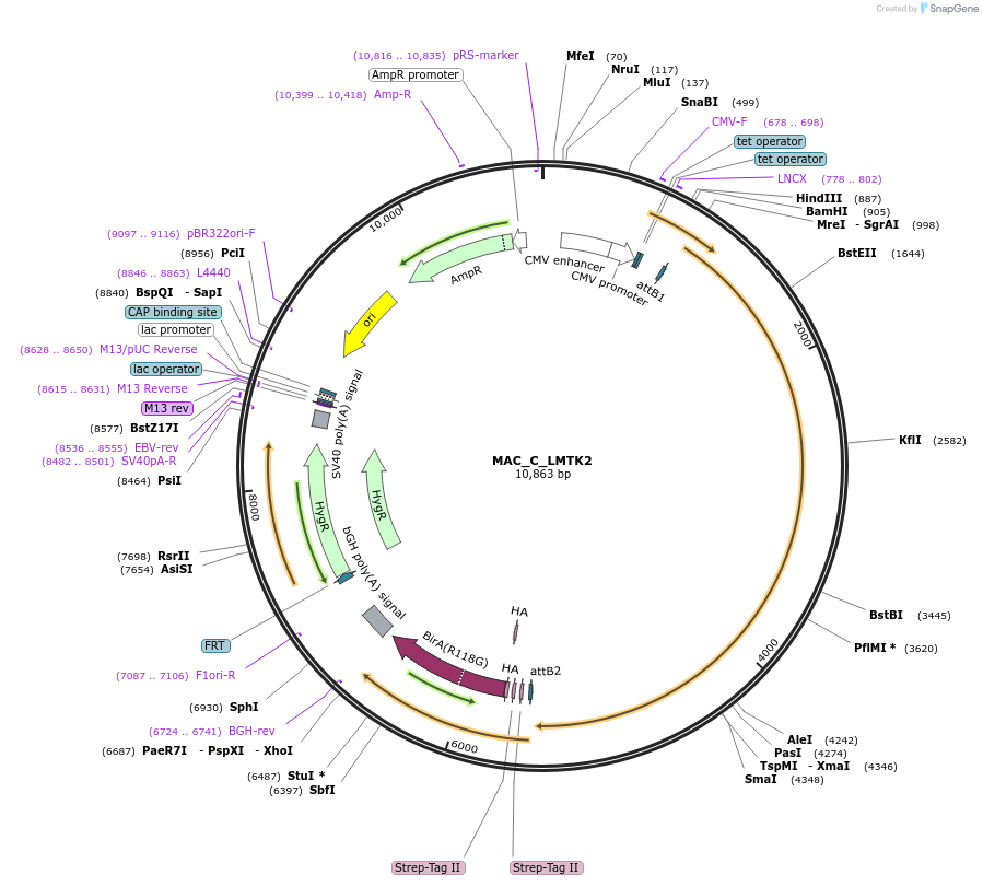 187752-plasmid-map-sequence-id-370480