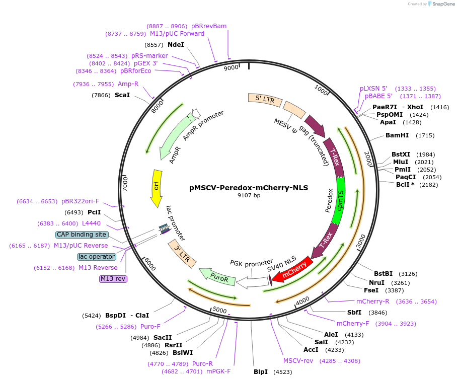 32385-plasmid-map-sequence-id-37050
