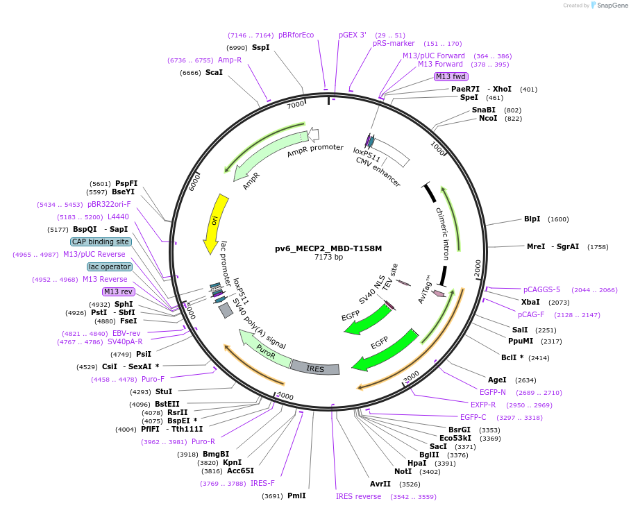 179410-plasmid-map-sequence-id-370520