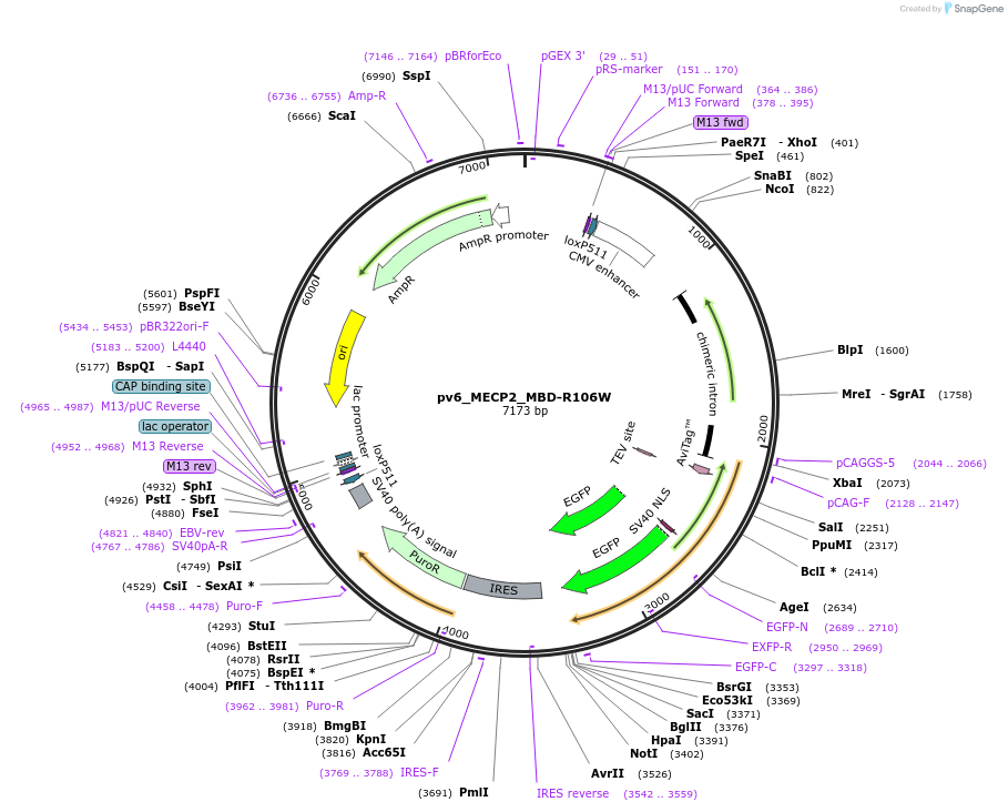 179408-plasmid-map-sequence-id-370521