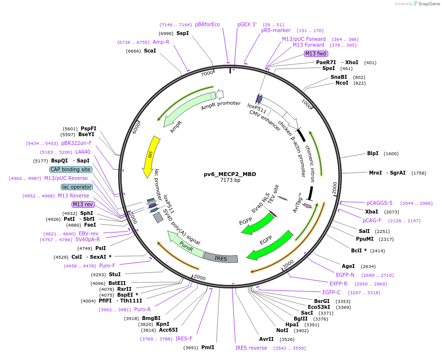 179407-plasmid-map-sequence-id-370522