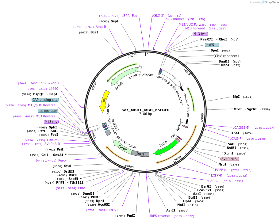 179406-plasmid-map-sequence-id-370524
