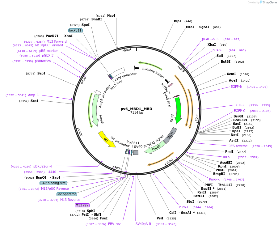 179404-plasmid-map-sequence-id-370526