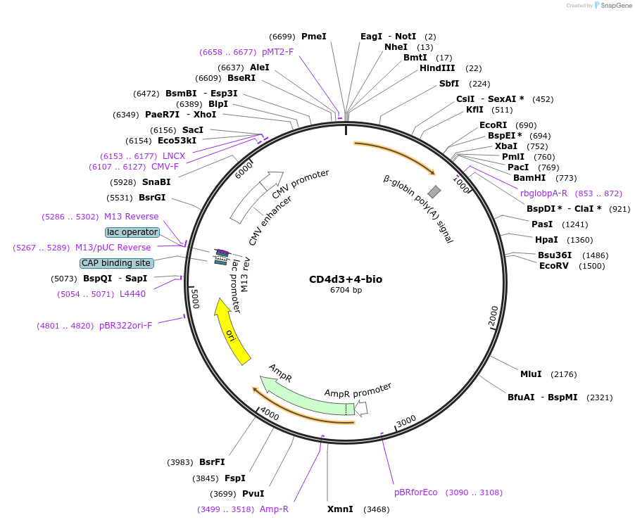 32402-plasmid-map-sequence-id-37053