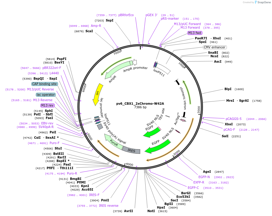 179394-plasmid-map-sequence-id-370530