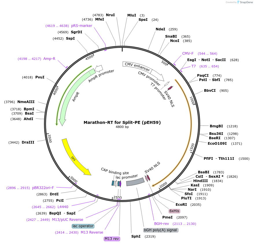 190108-plasmid-map-sequence-id-370604