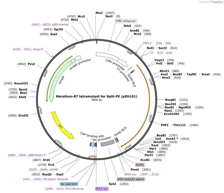 190109-plasmid-map-sequence-id-370605