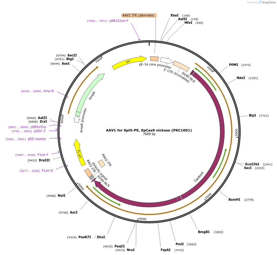 190111-plasmid-map-sequence-id-370608