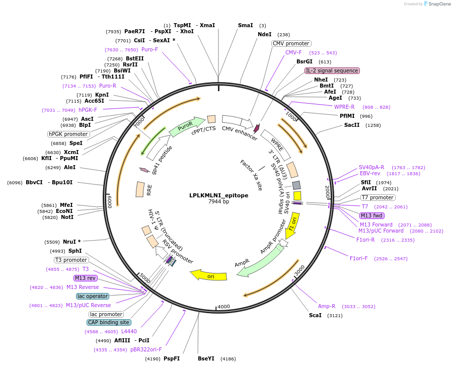 165015-plasmid-map-sequence-id-370614