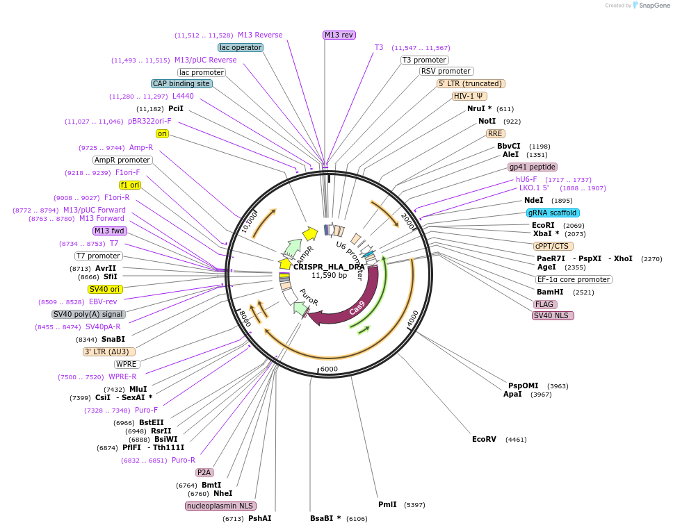 164988-plasmid-map-sequence-id-370617
