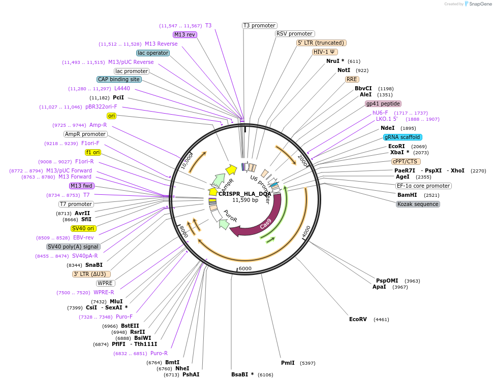164990-plasmid-map-sequence-id-370618