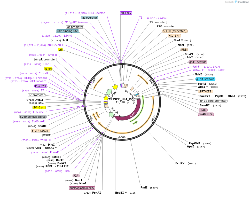 164991-plasmid-map-sequence-id-370621