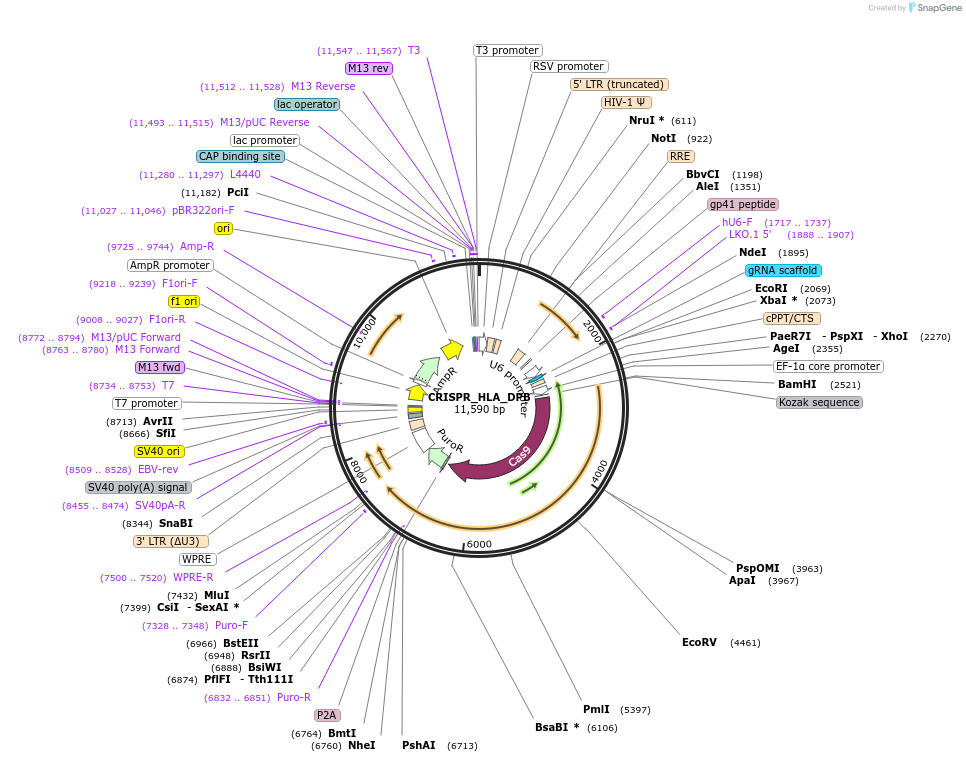 164989-plasmid-map-sequence-id-370622