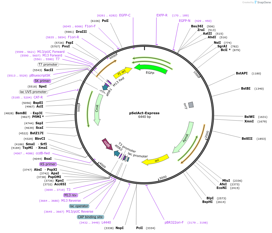 174375-plasmid-map-sequence-id-370623