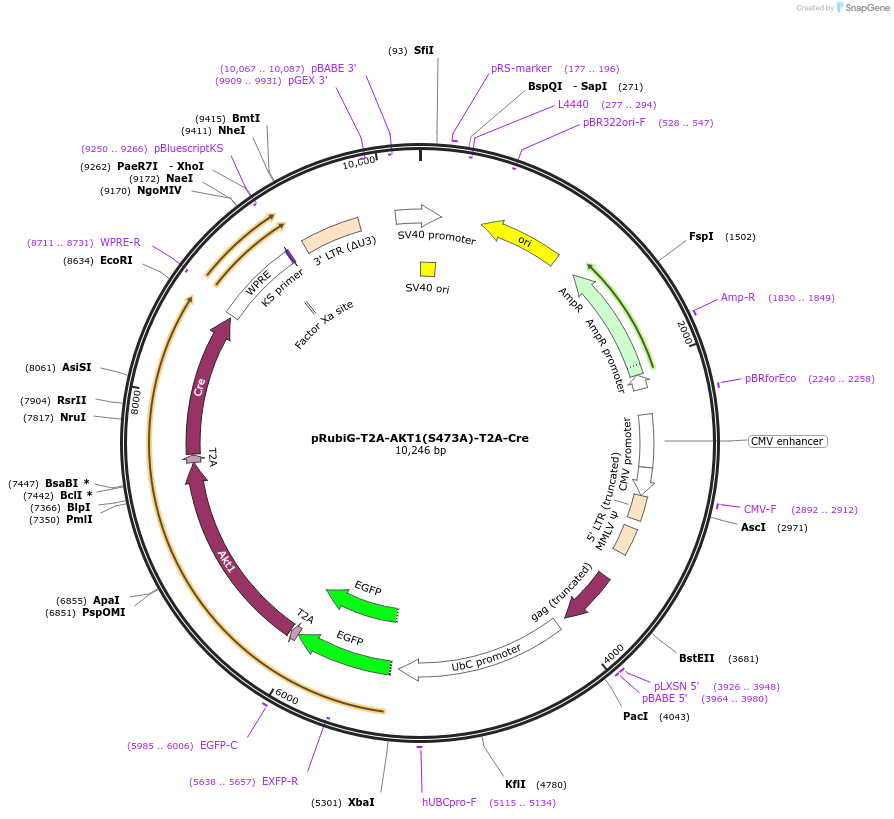 189012-plasmid-map-sequence-id-370624