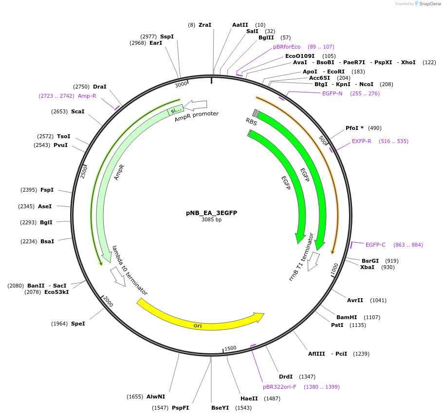 185967-plasmid-map-sequence-id-370625