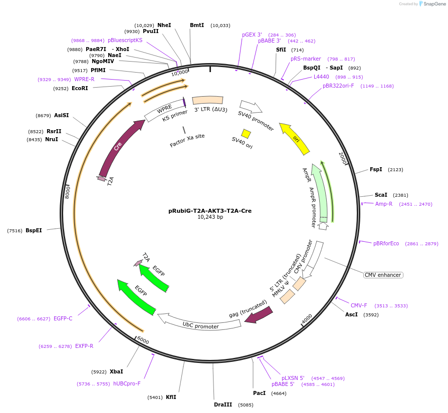189008-plasmid-map-sequence-id-370626