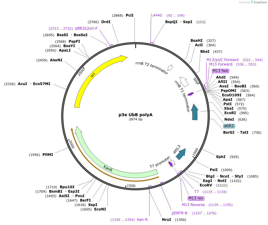 188702-plasmid-map-sequence-id-370627
