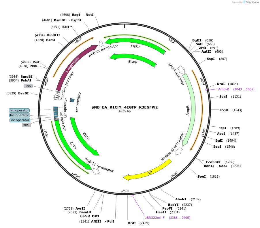 185968-plasmid-map-sequence-id-370628