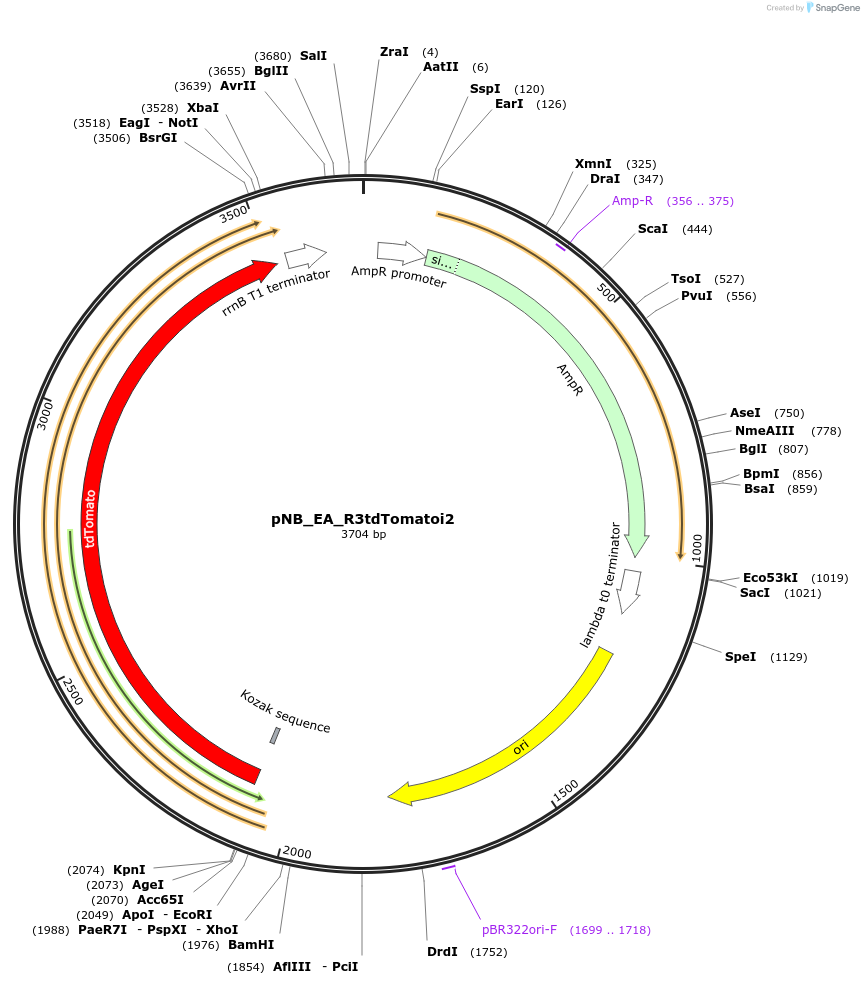 185969-plasmid-map-sequence-id-370632