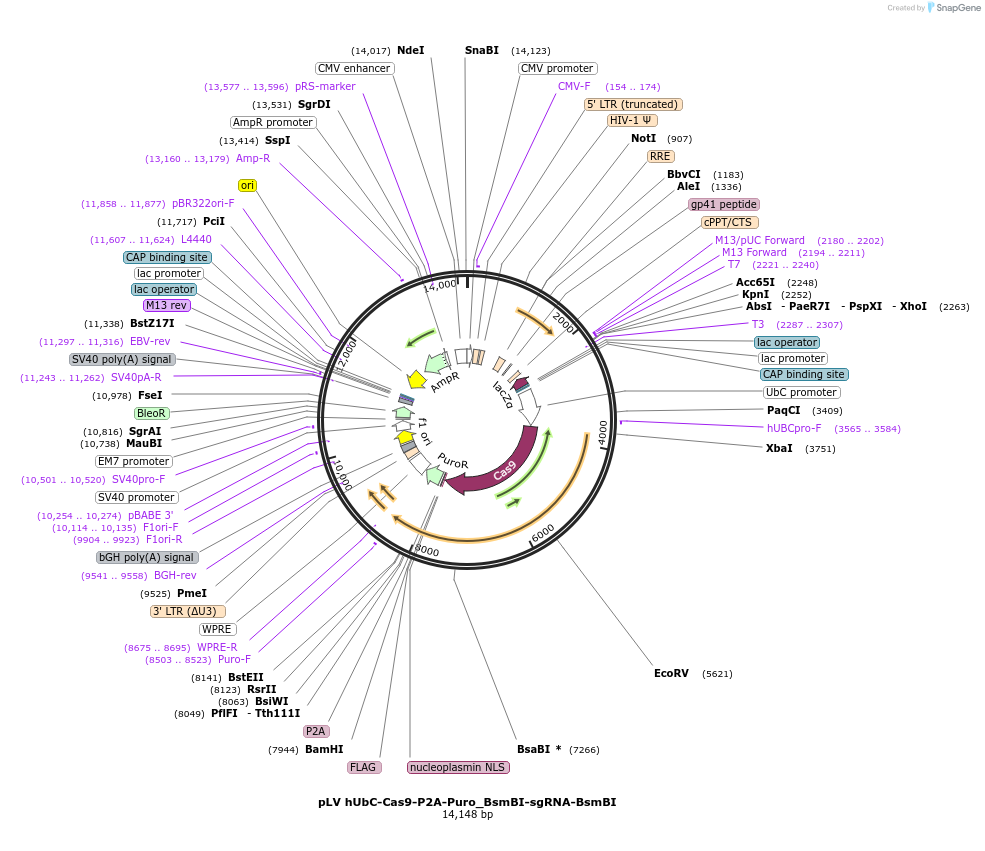 188703-plasmid-map-sequence-id-370636