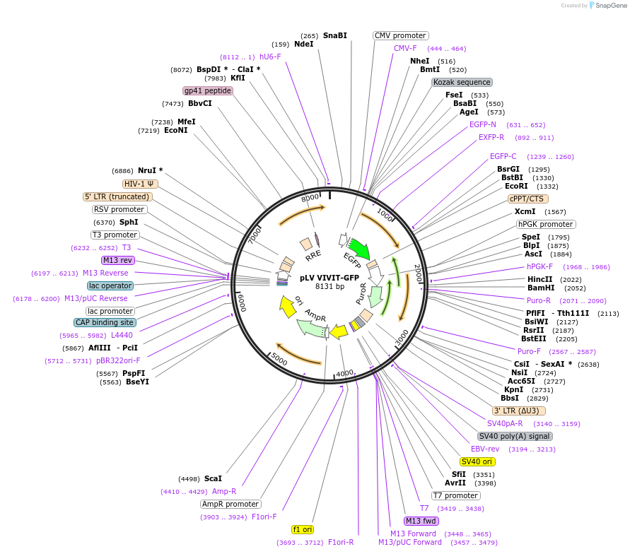 188707-plasmid-map-sequence-id-370637