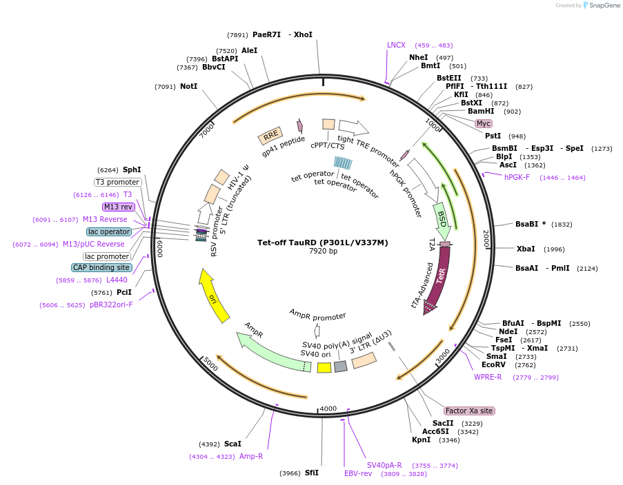 188572-plasmid-map-sequence-id-370653