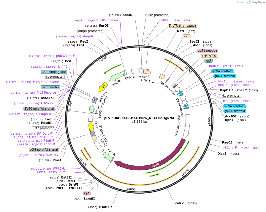 188704-plasmid-map-sequence-id-370654