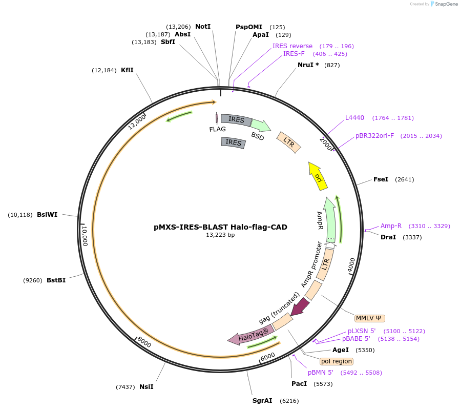 188117-plasmid-map-sequence-id-370657
