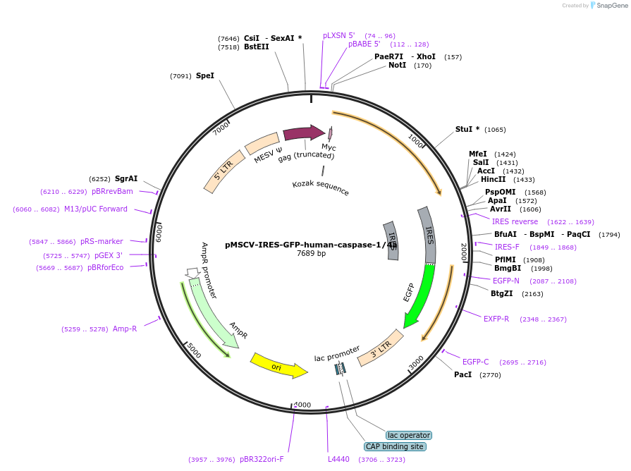 183393-plasmid-map-sequence-id-370659