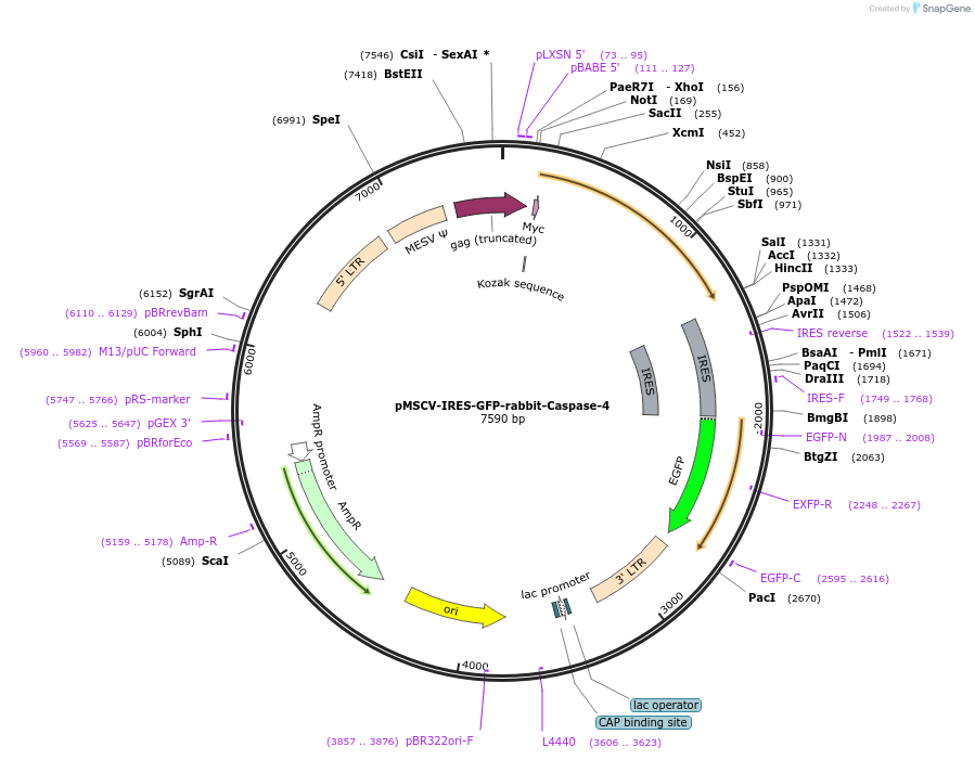 183375-plasmid-map-sequence-id-370661