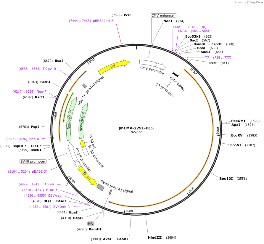 188908-plasmid-map-sequence-id-370665