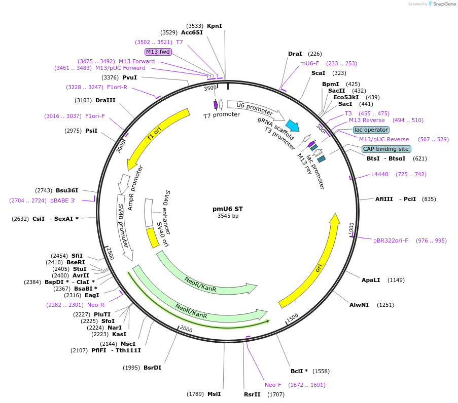 188713-plasmid-map-sequence-id-370668